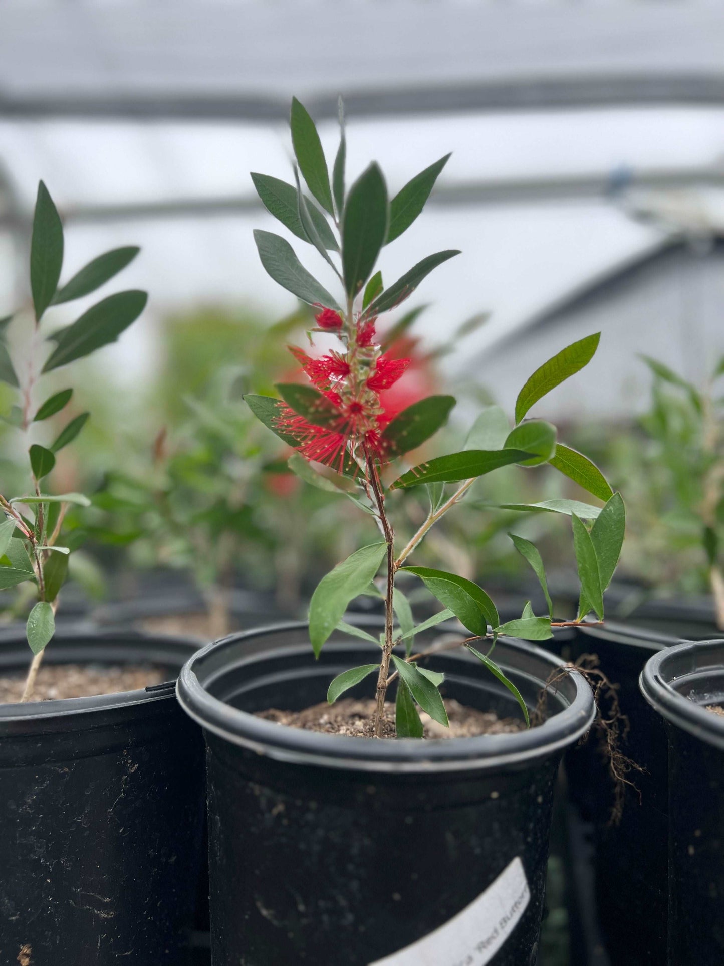 Lemon Bottlebrush Melaleuca citrina Plant Healthy Harvesters