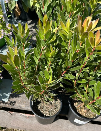 Leucadendron Salignum Golden Tip Conebush Plant One Gallon