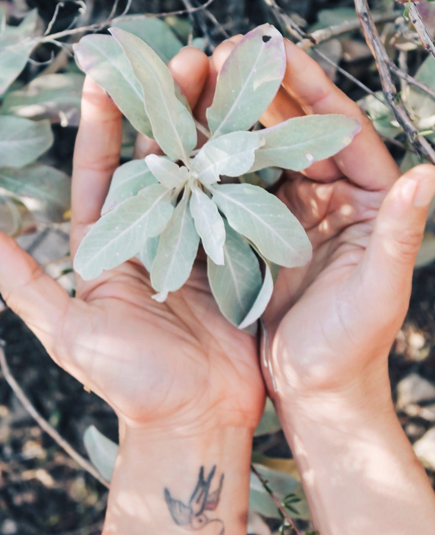 Super Healers | Edible & Medicinal Curated Plant Set