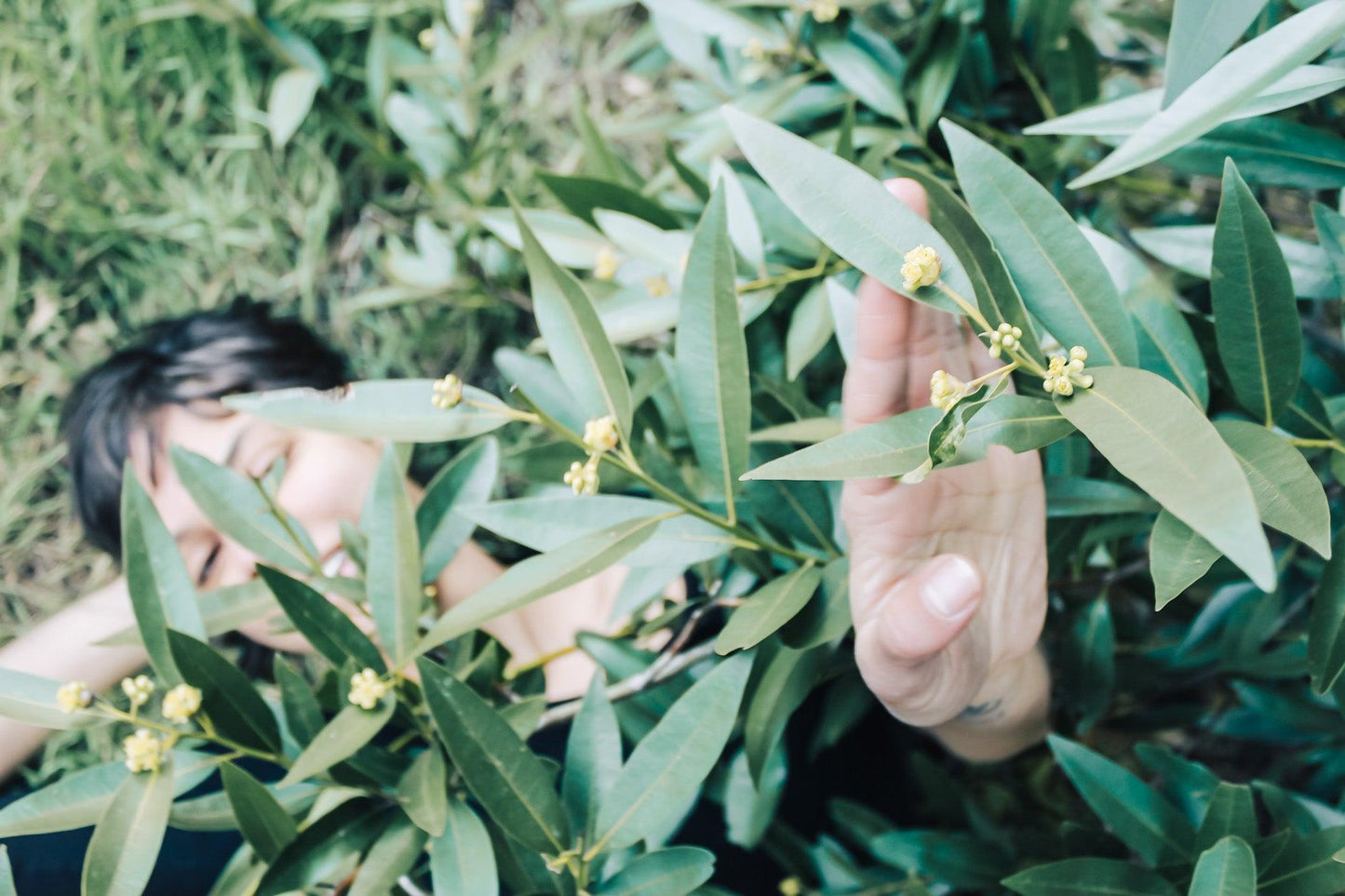 Super Healers | Edible & Medicinal Curated Plant Set