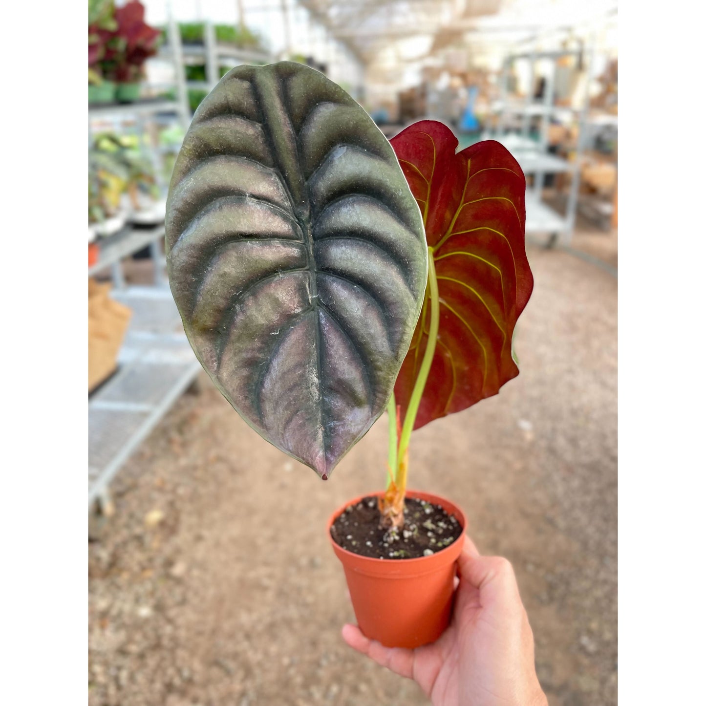 Alocasia 'Red Secret'