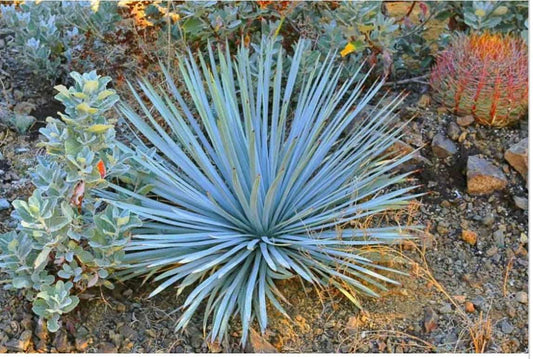 Our Lord’s Candle Yucca whipplei Plant Healthy Harvesters