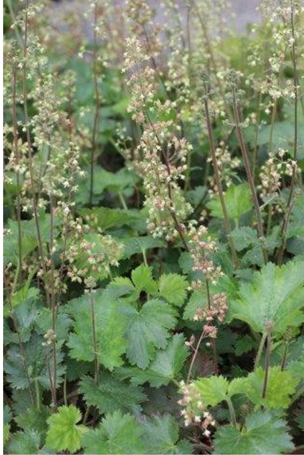 HEUCHERA MAXIMA Island Alum Root Plant One Gallon Size - Healthy ...