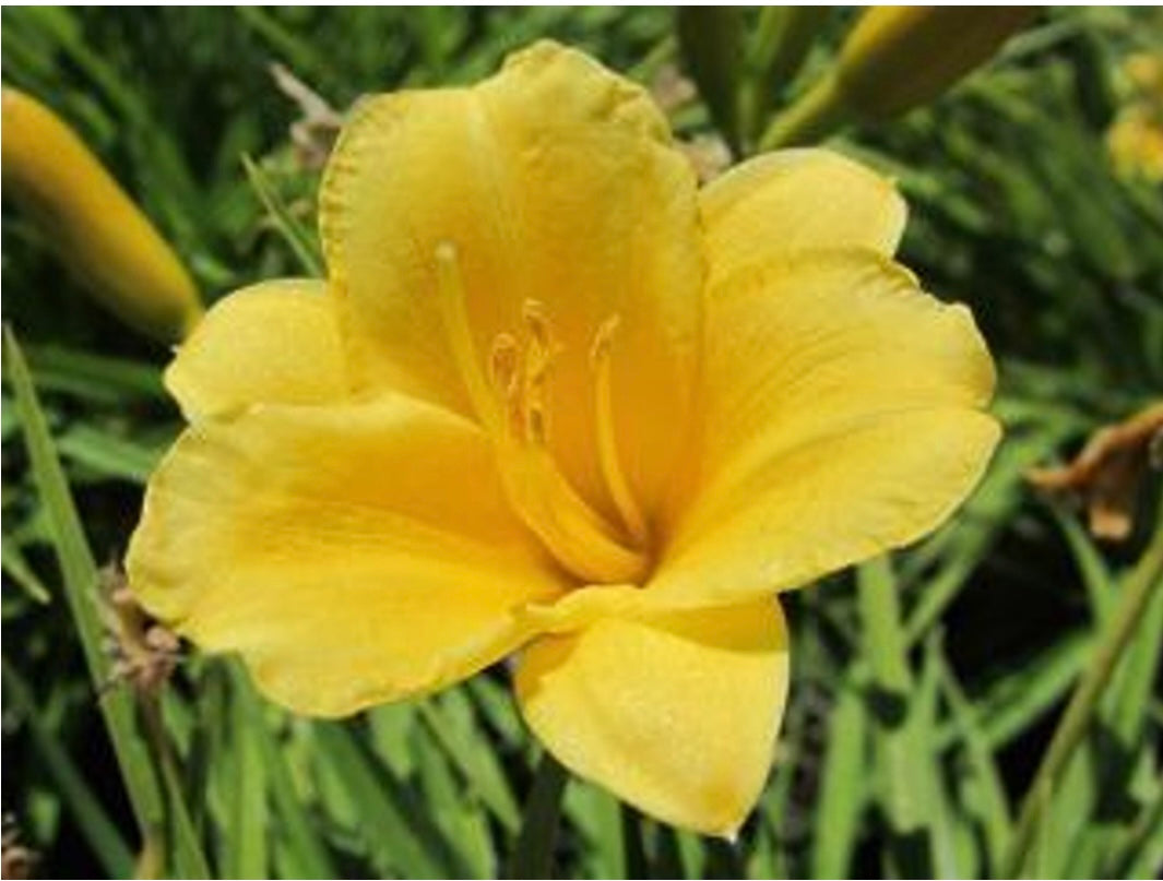 Stella de Oro Dwarf Daylily One Gallon Size Healthy Harvesters