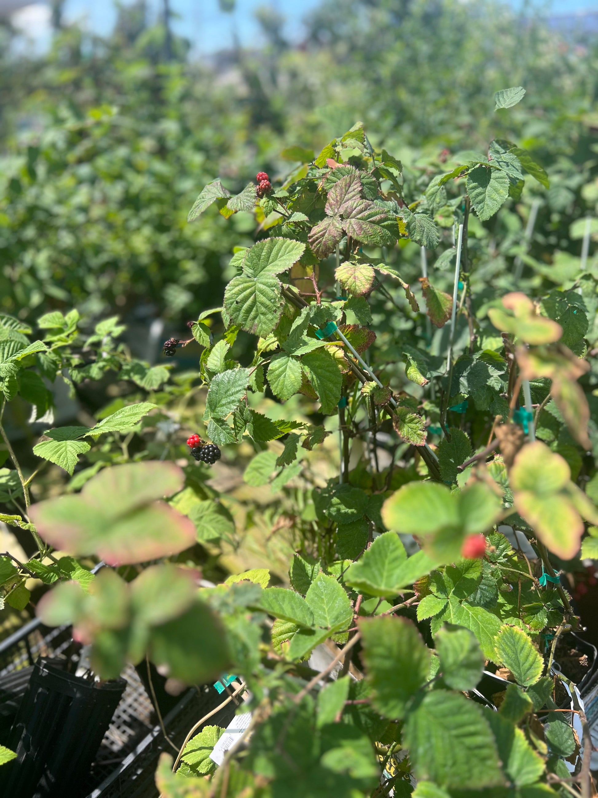 Rubus Fruticosus Black Satin Blackberry One Gallon Size Healthy Harvesters