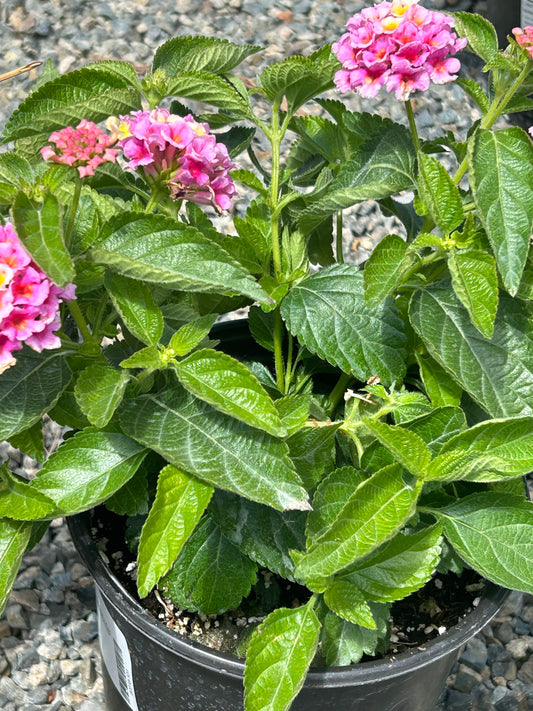 Lantana Camara Bandana Pink Lantana