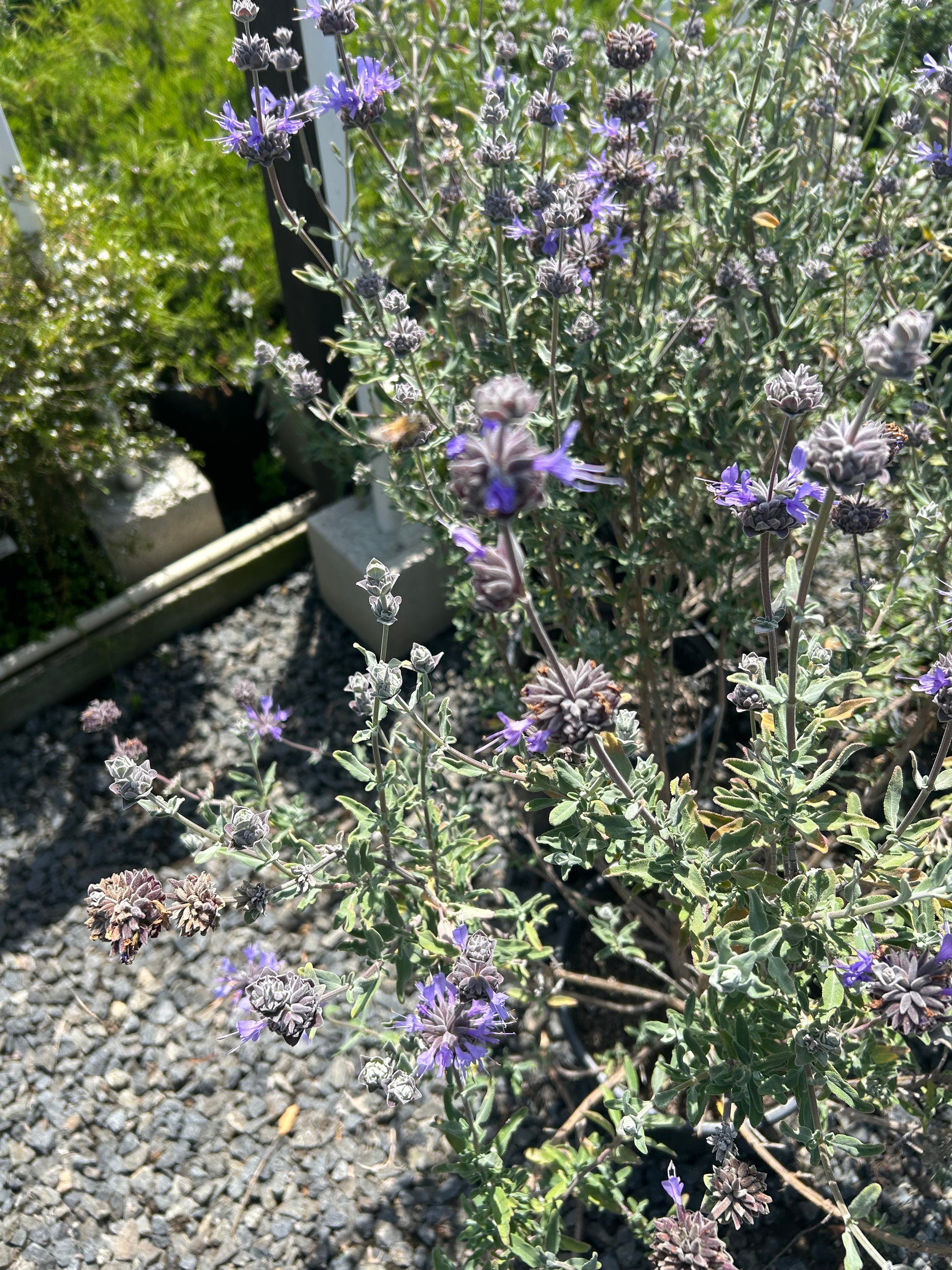 Purple Sage Salvia leucophyllla 'Point Sal' Plant