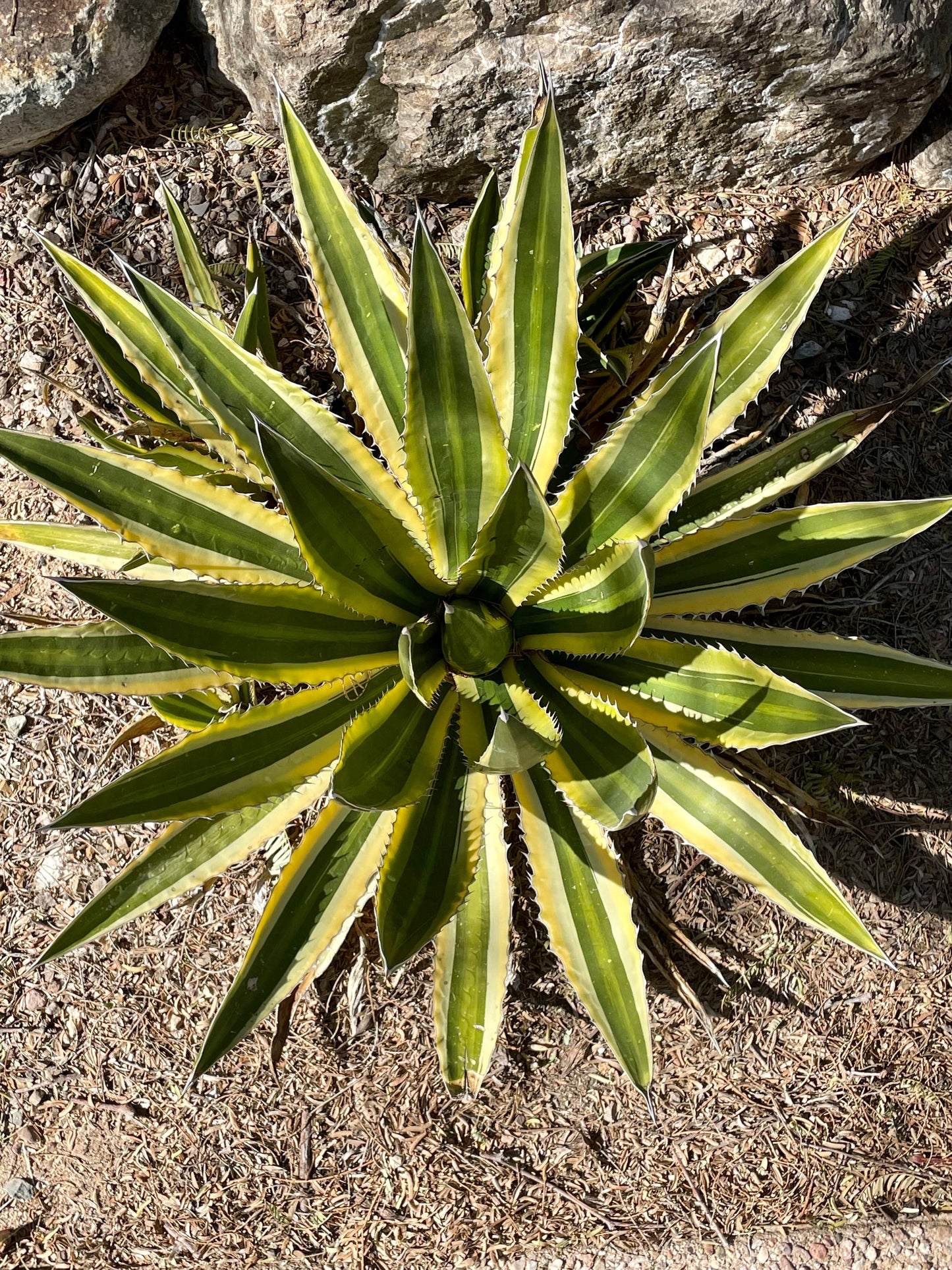 Agave Lophantha Quadricolor