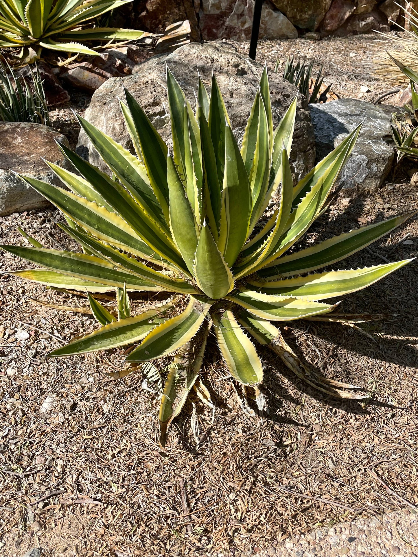 Agave Lophantha Quadricolor