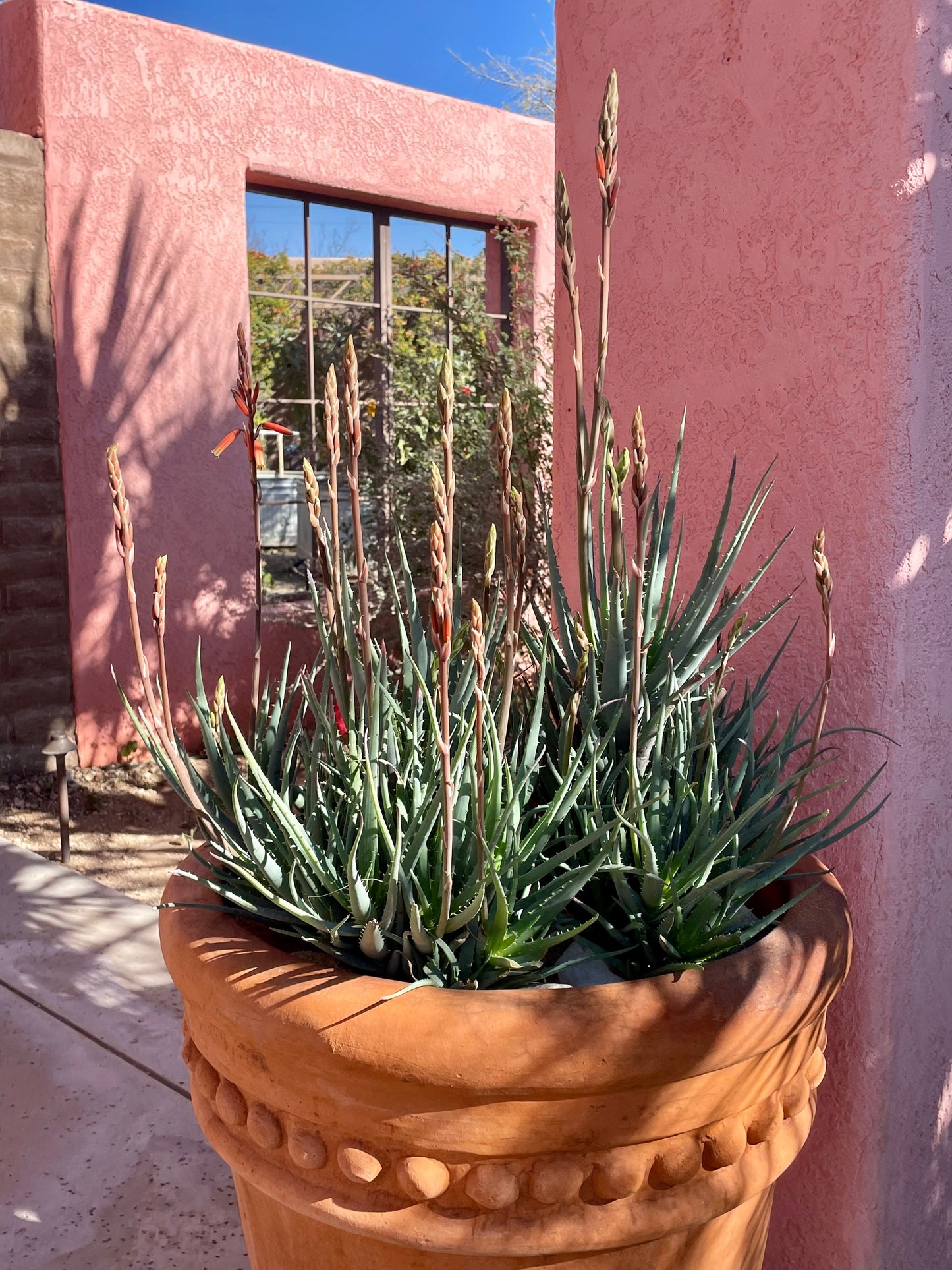 Aloe "Blue Elf"