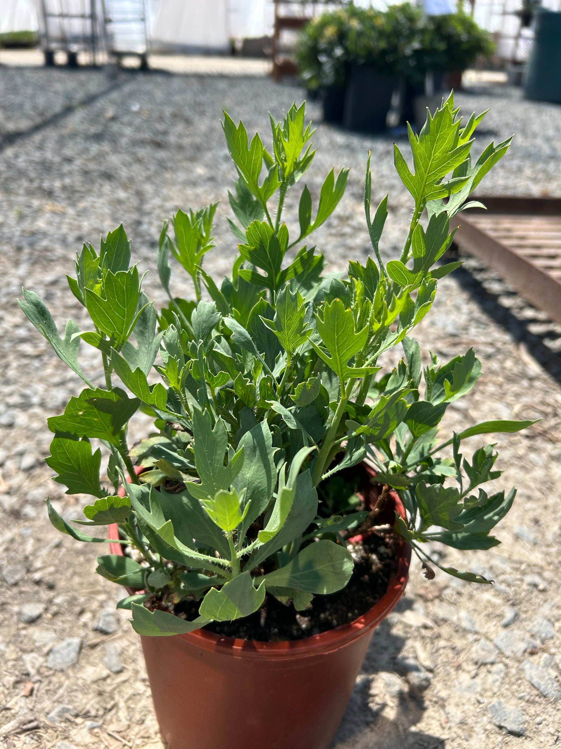 california tree poppy romneya coulteri