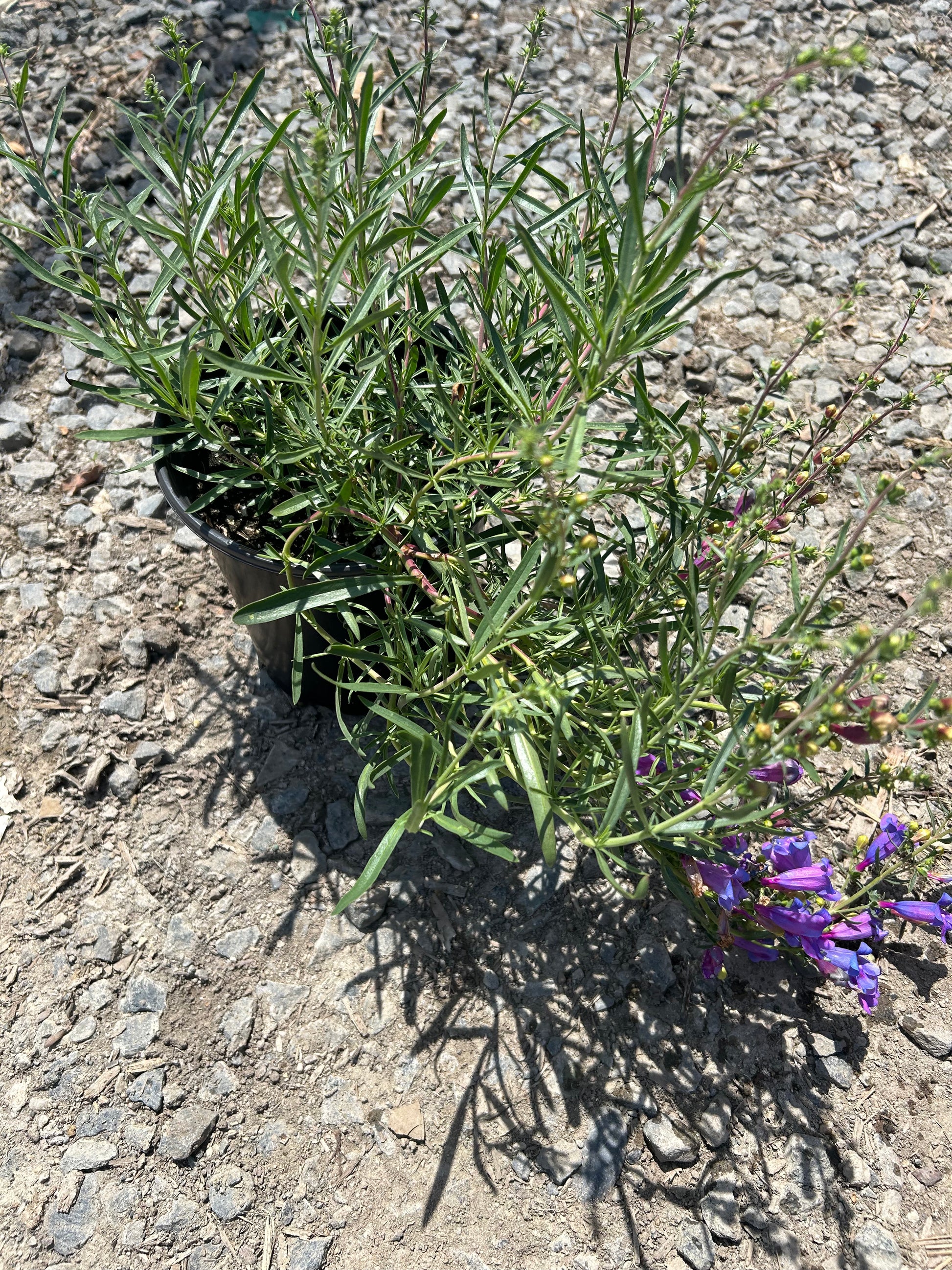 Penstemon Heterophyllus Margarita Bop Beard Tongue