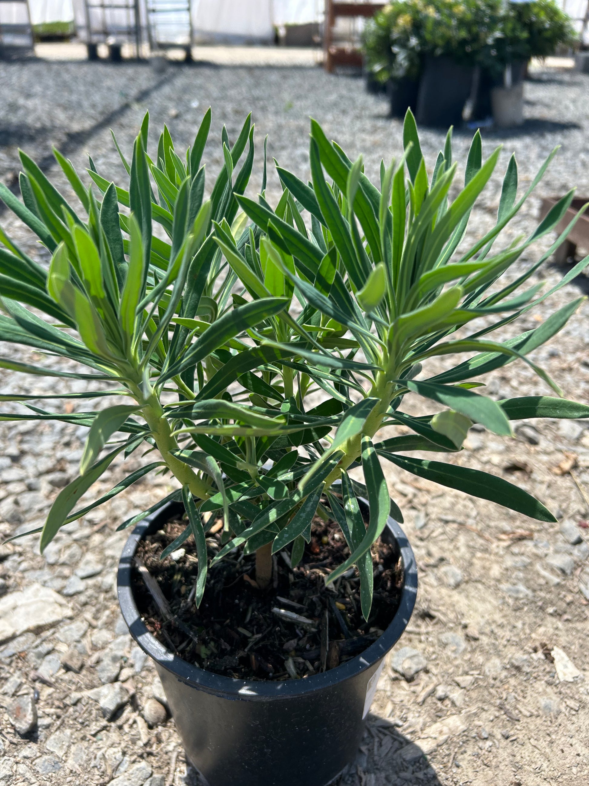 Wulf Spurge Euphorbia Characias Wulfenii