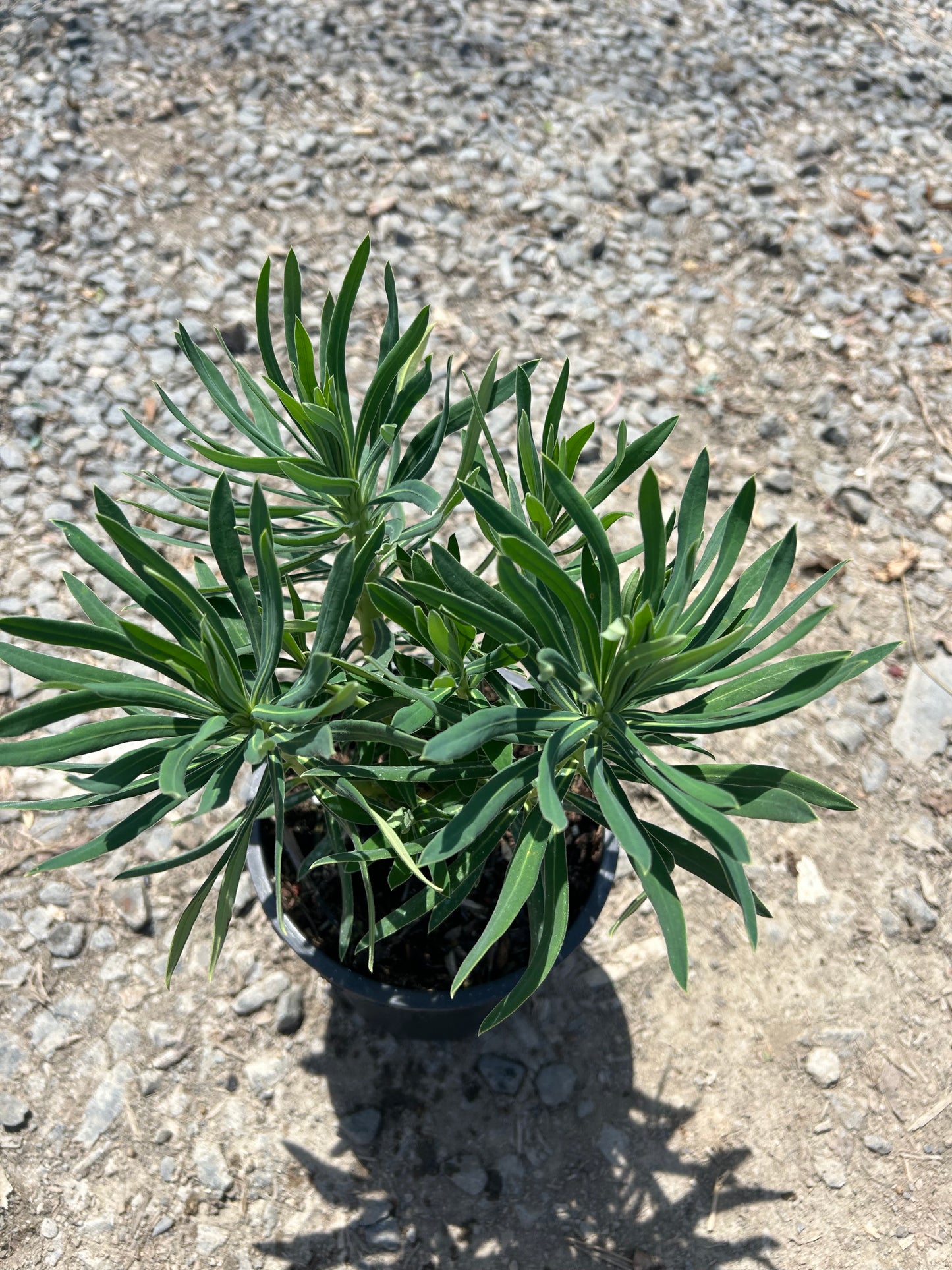 Wulf Spurge Euphorbia Characias Wulfenii One Gallon