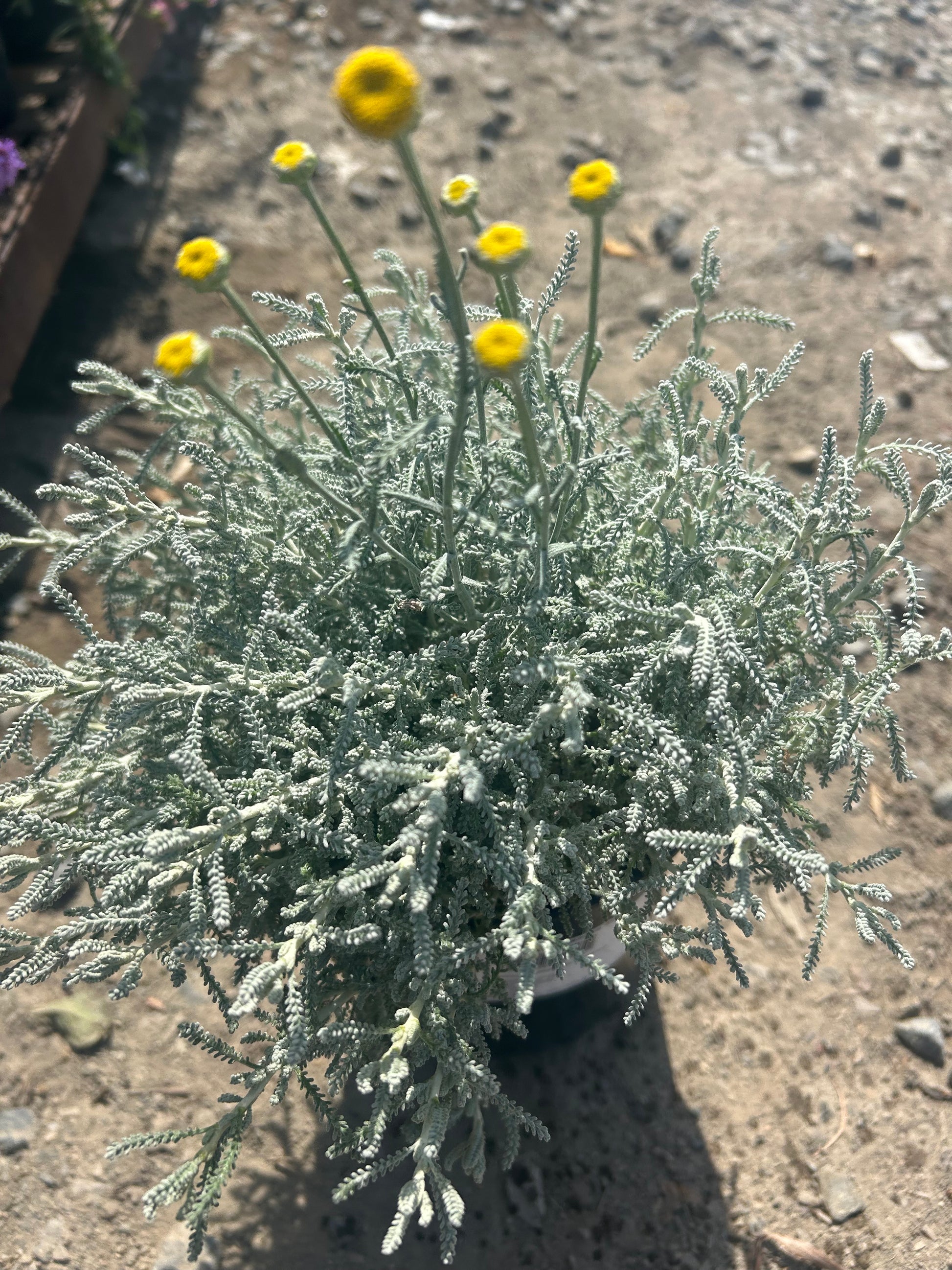 Santolina Chamaecyparissus Lavender Cotton One Gallon