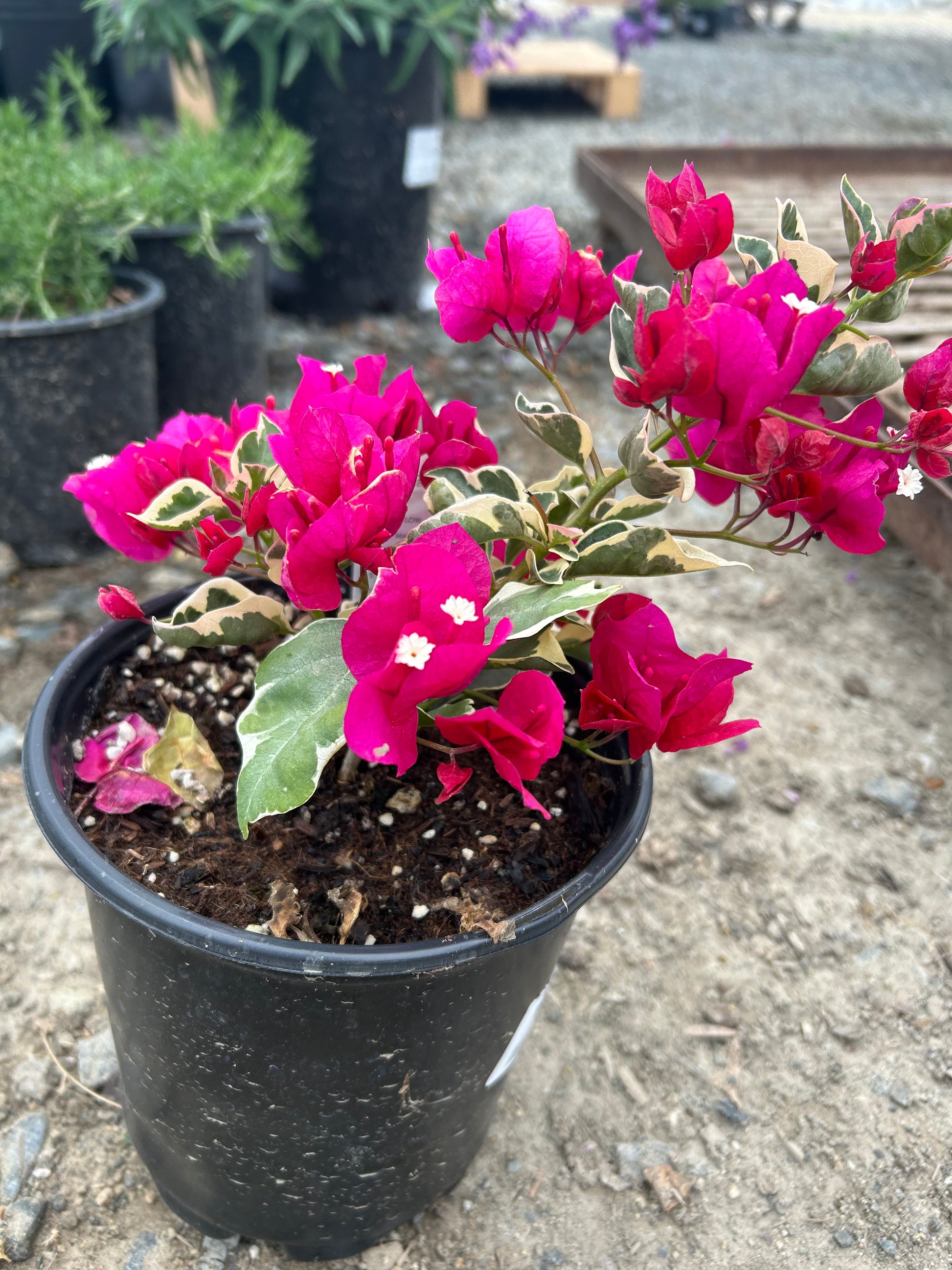 Raspberry Ice Bougainvillea 