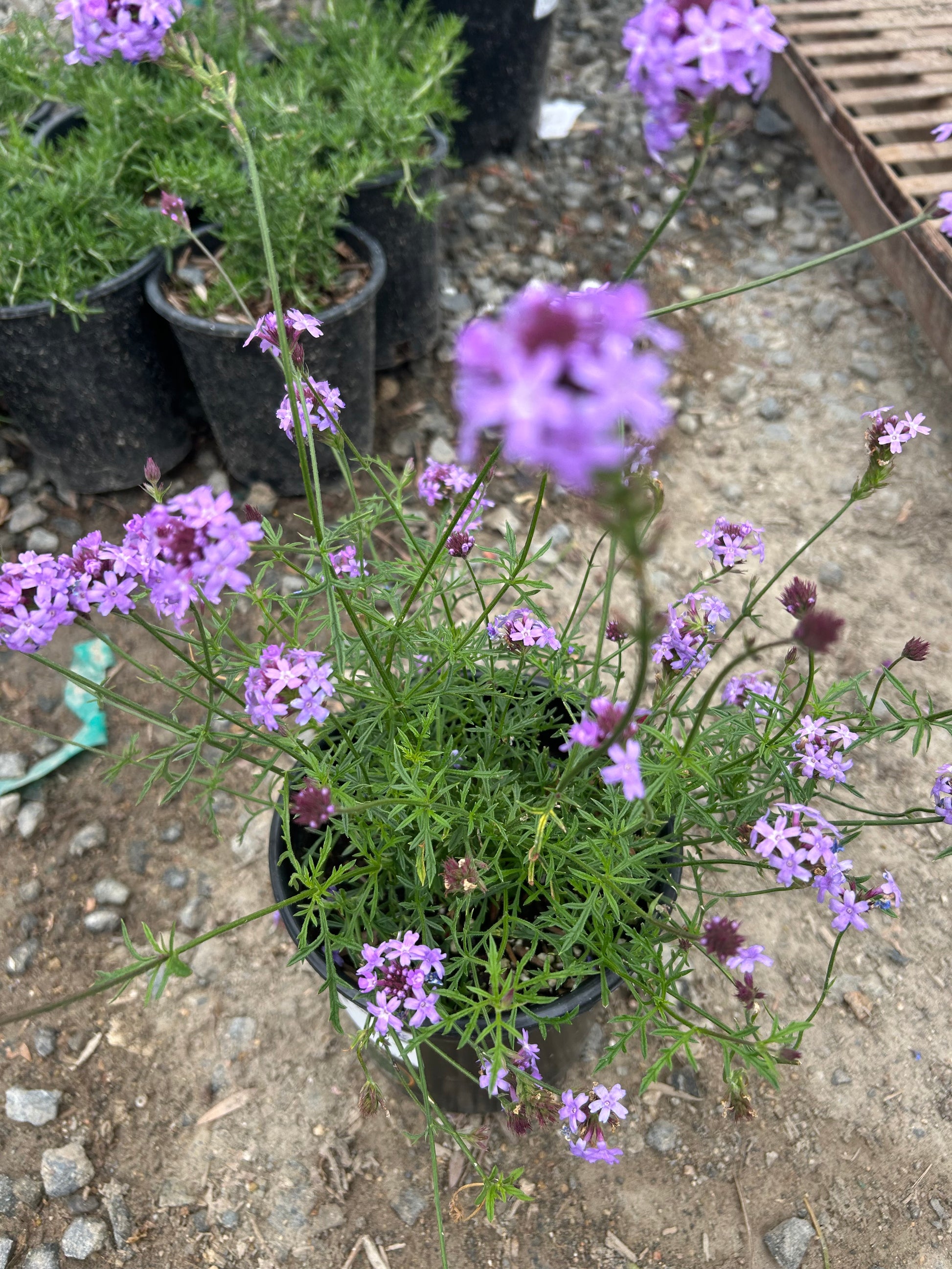 Verbena Lilacina De La Mina Purple Cedros Island Verbena