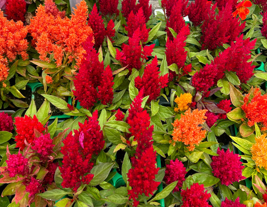 Celosia Argentea var. Plumosa Cockscomb