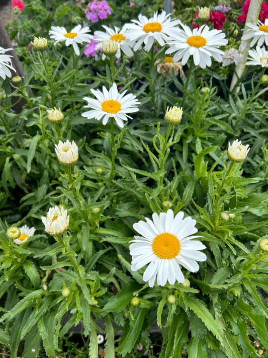 Shasta Daisy