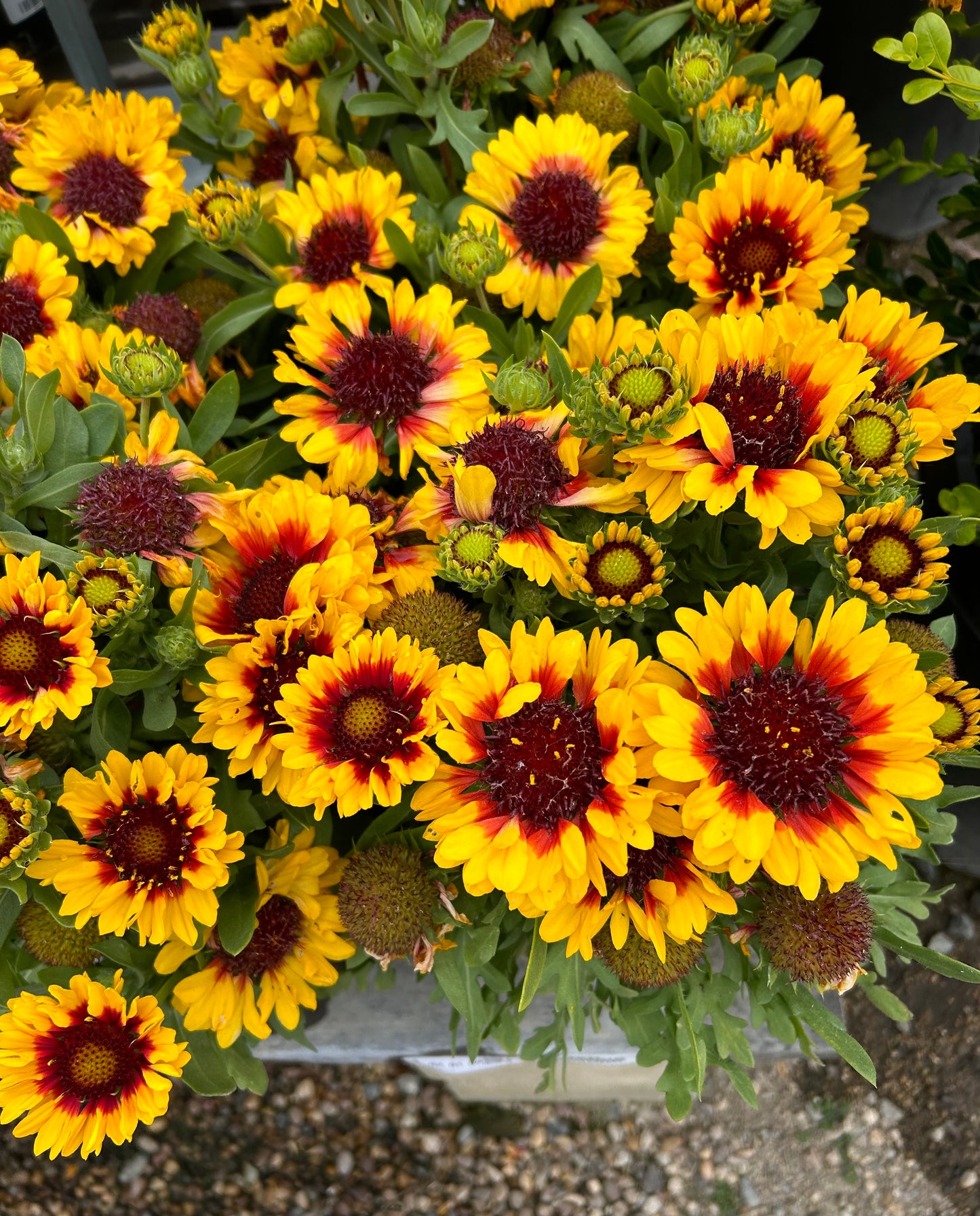 Gaillardia Aristata Spintop Red Blanket Flower One Gallon