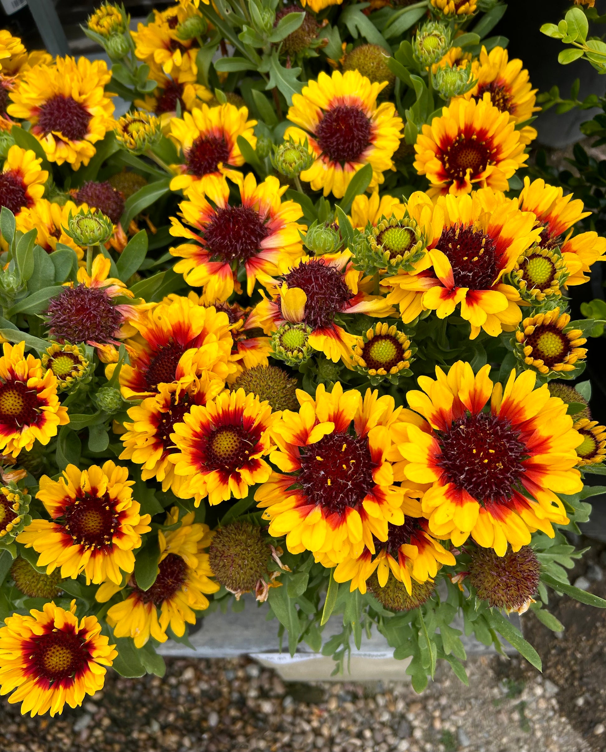 Gaillardia Aristata Spintop Red Blanket Flower One Gallon