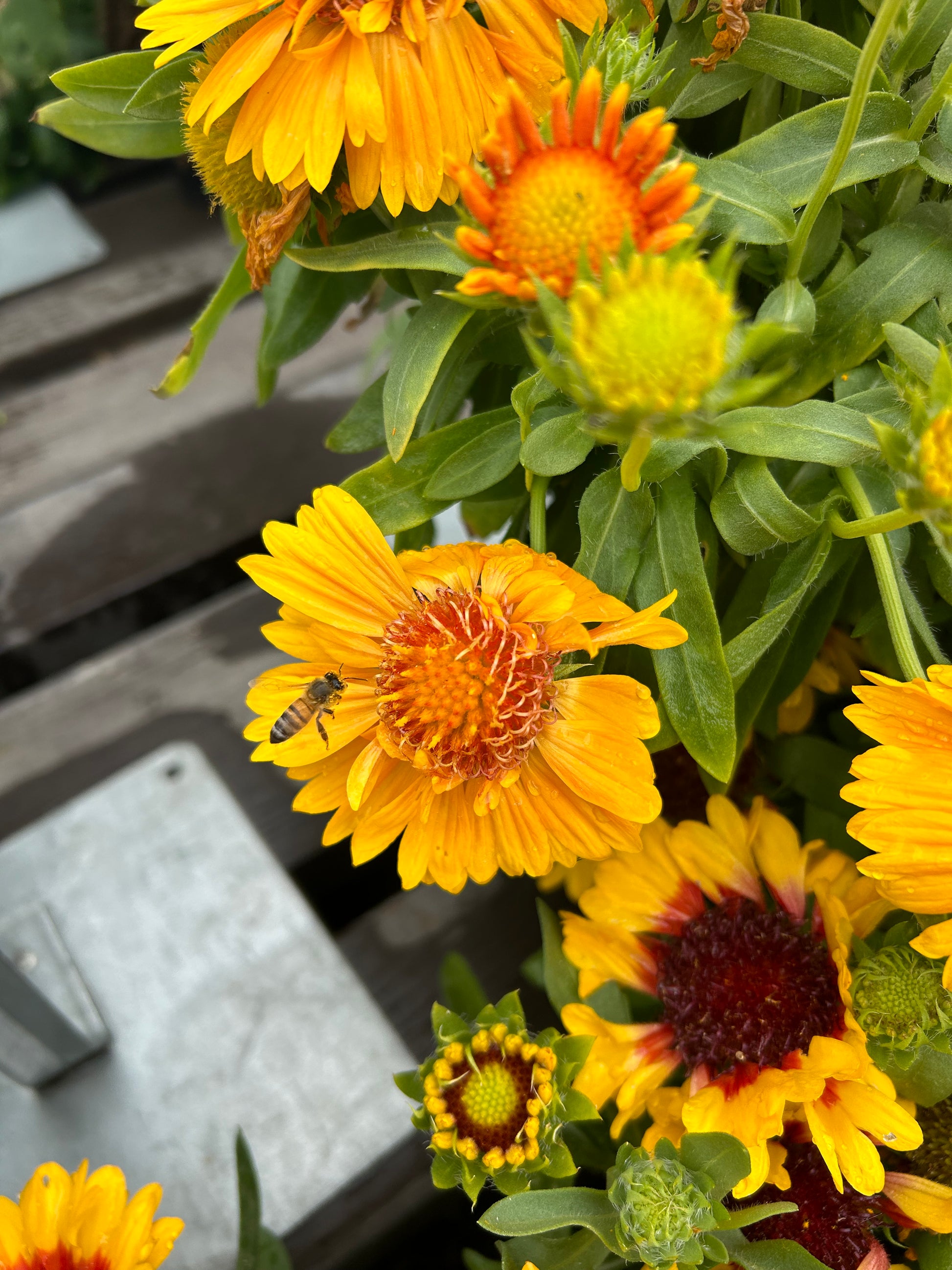 Gaillardia Aristata Spintop Red Blanket Flower