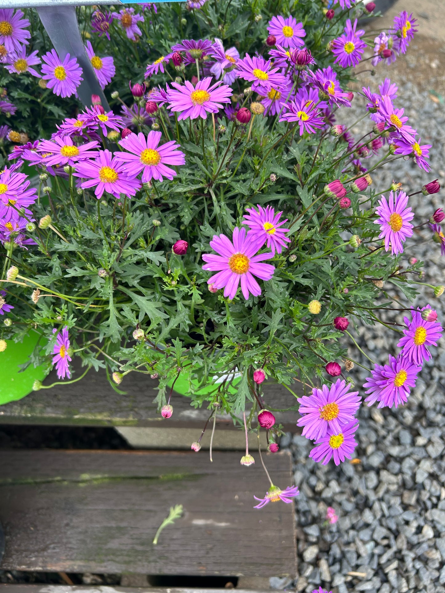 Cut-leafed daisy