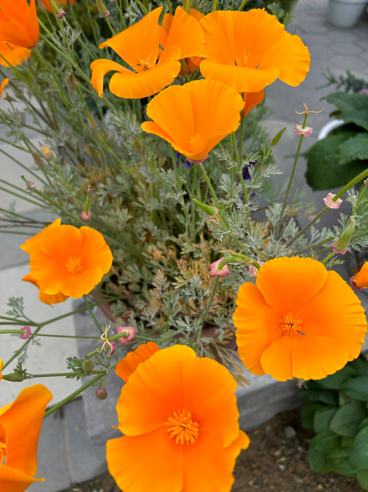 California Poppy