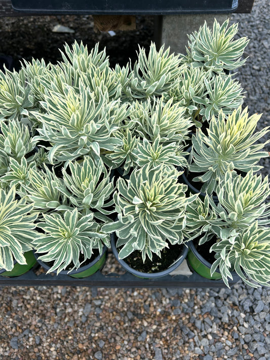 Ascot Rainbow Spurge 