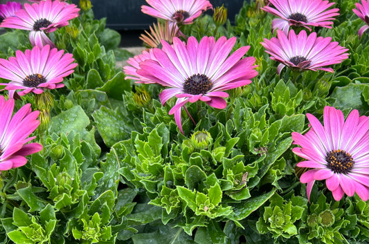 Pink African Daisy