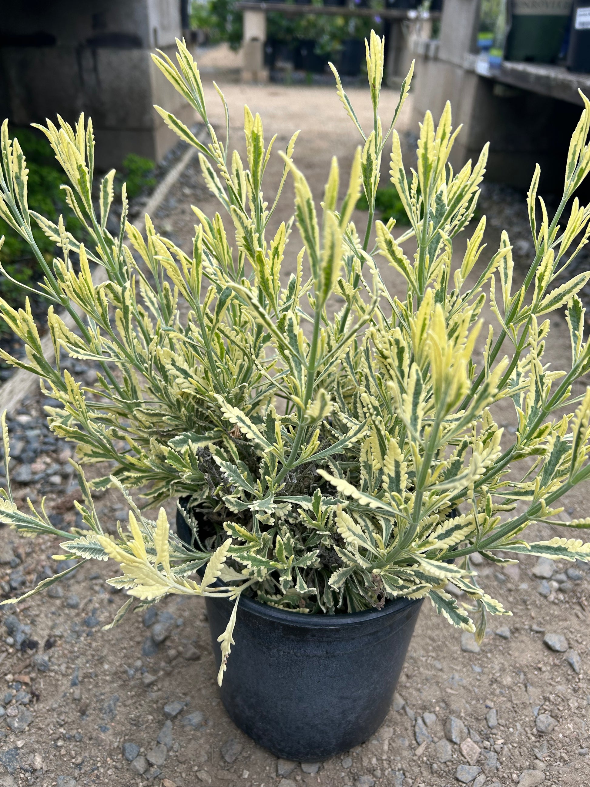 Meerlo Lavender Lavandula Allardii