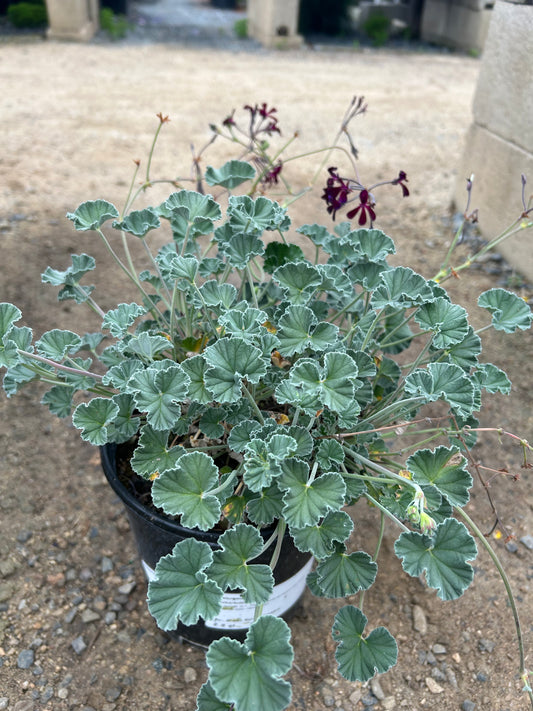 African Geranium 