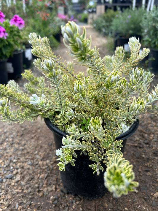 Morning Light Coast Rosemary 