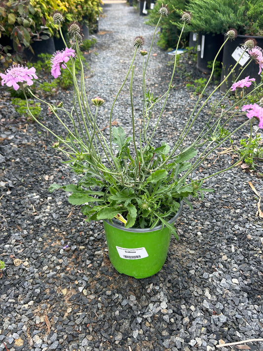 Pink Mist Pincushion Flower