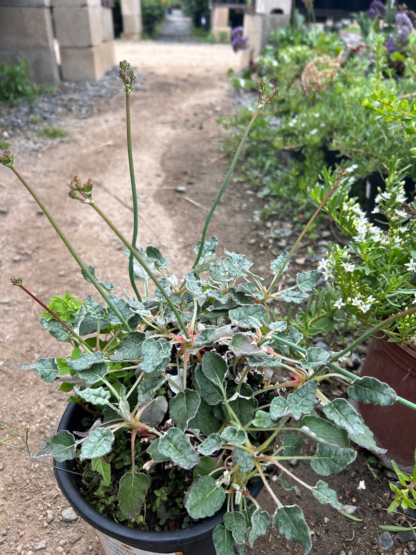 Red Buckwheat 