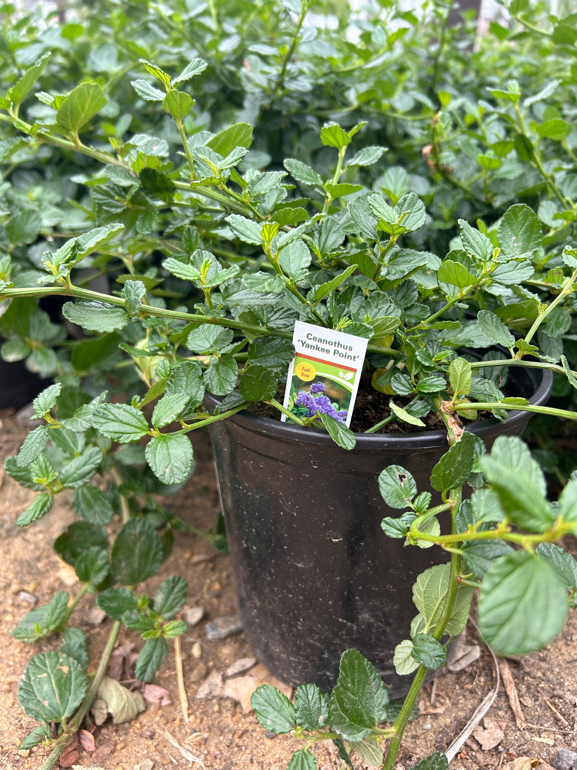 Ceanothus Griseus var. Horizontals Yankee Point Carmel Mountain Lilac