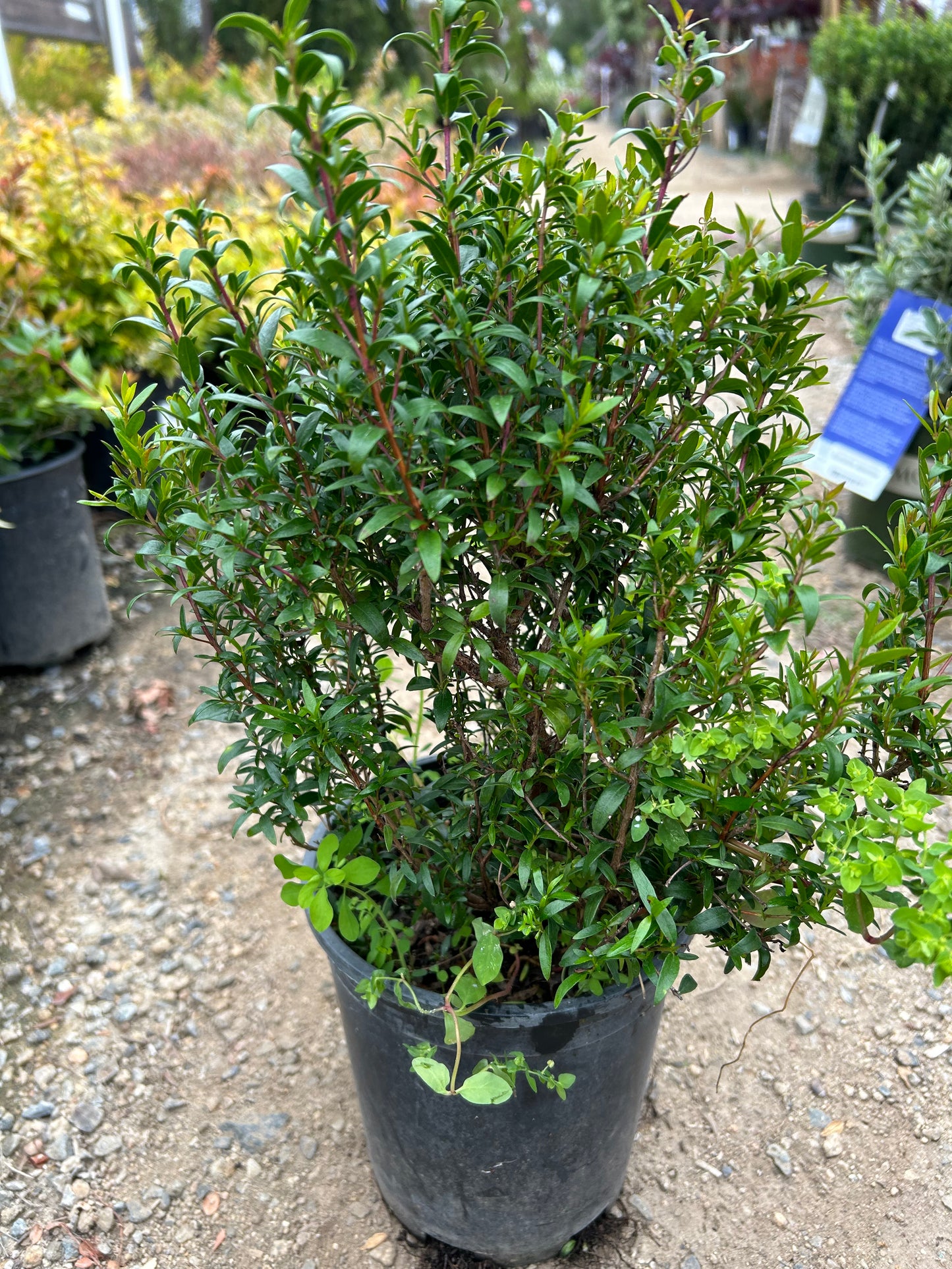 Compact Dwarf Myrtle 