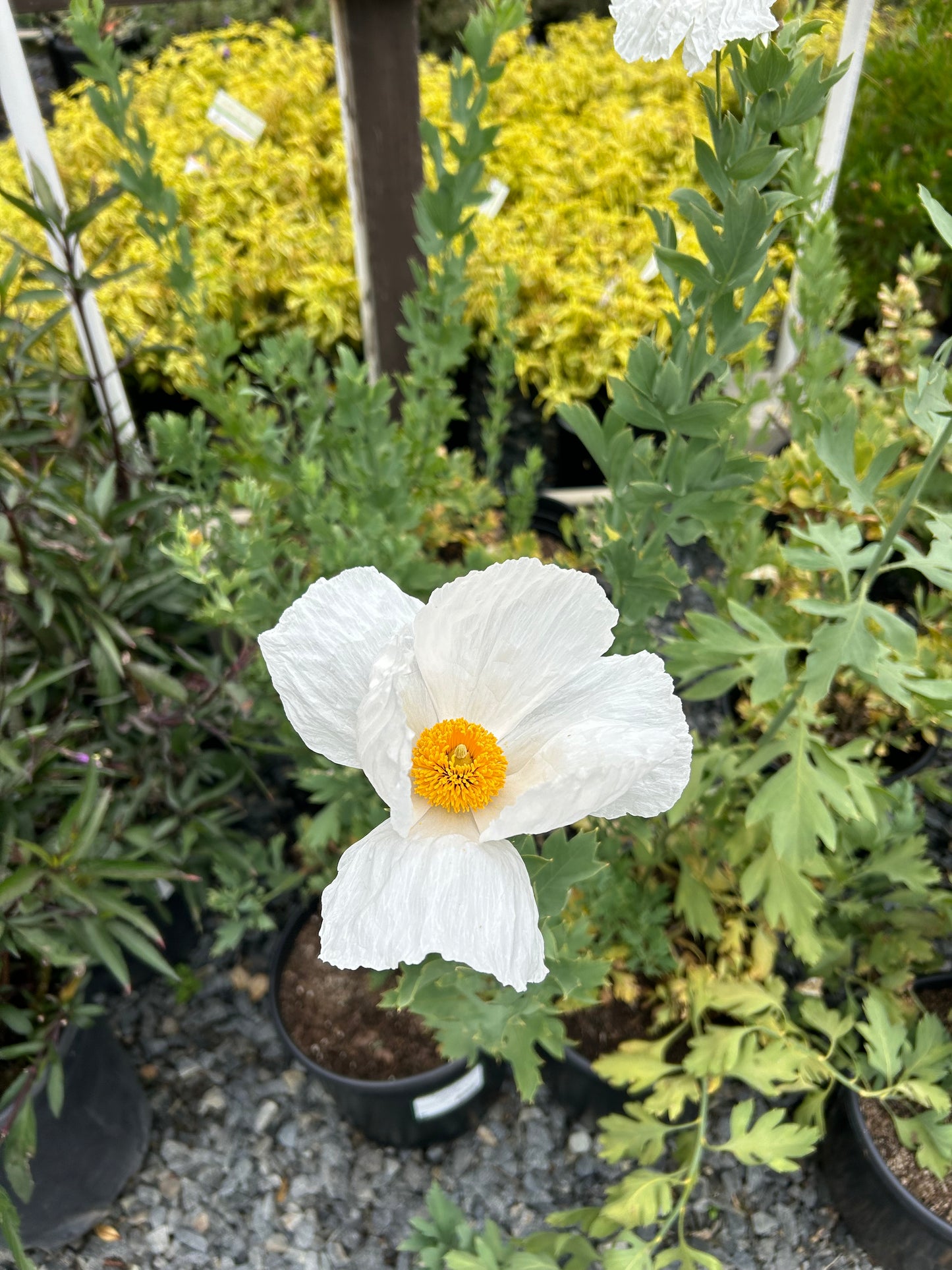 Tree poppy flower 