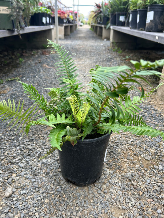 Sword Fern