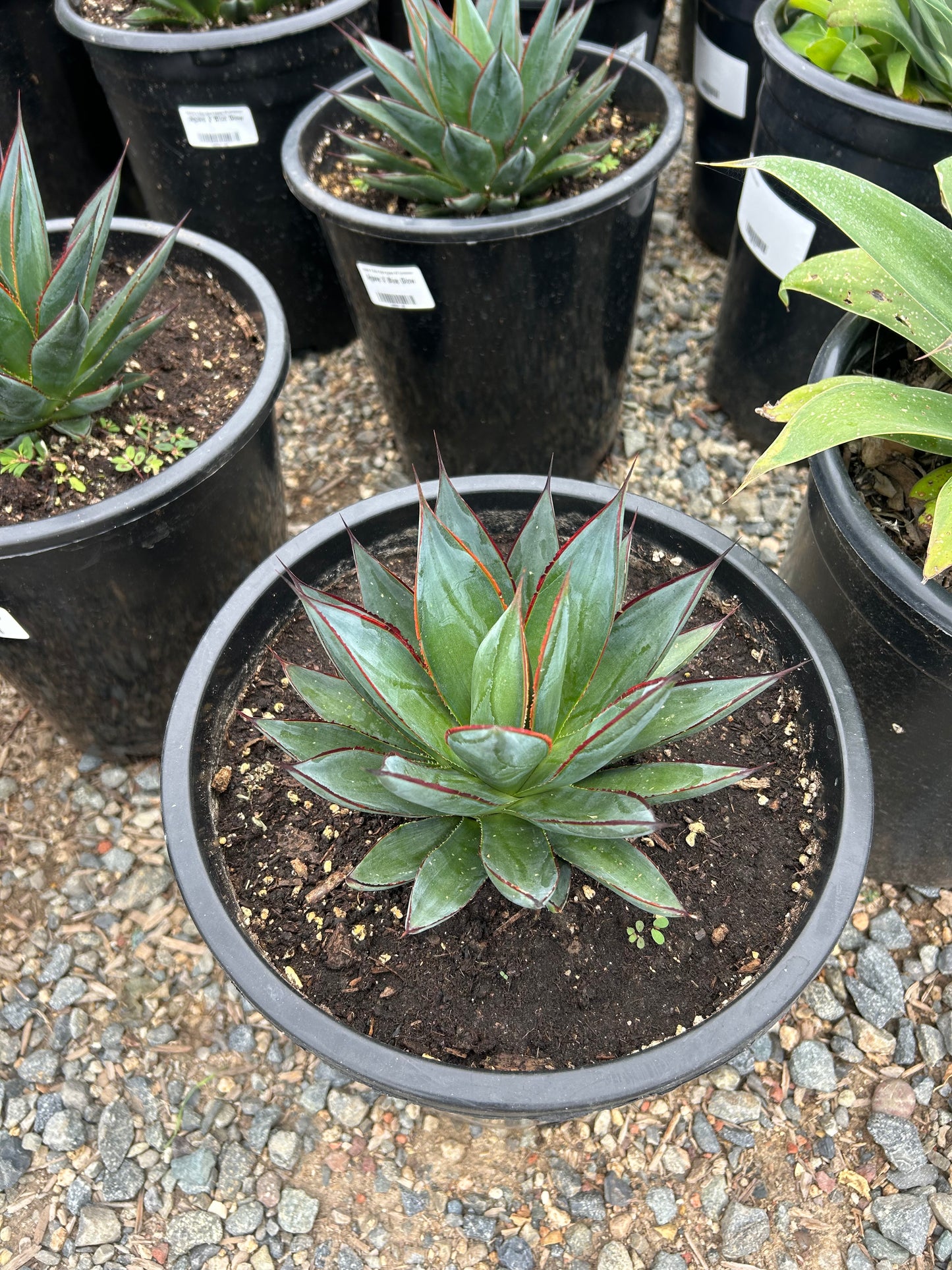 Blue Glow Agave 