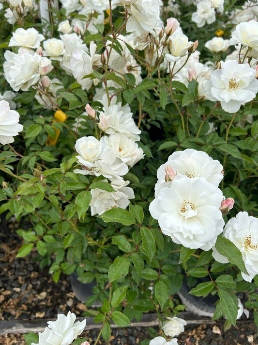 White Iceberg Rose