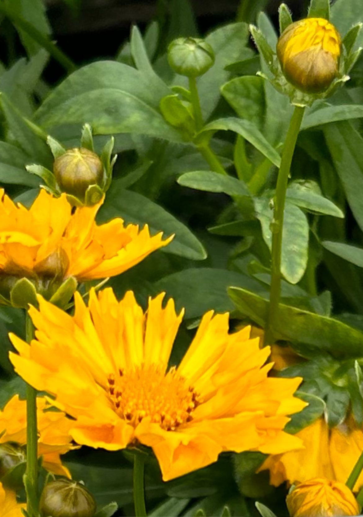 Tickseed Flower