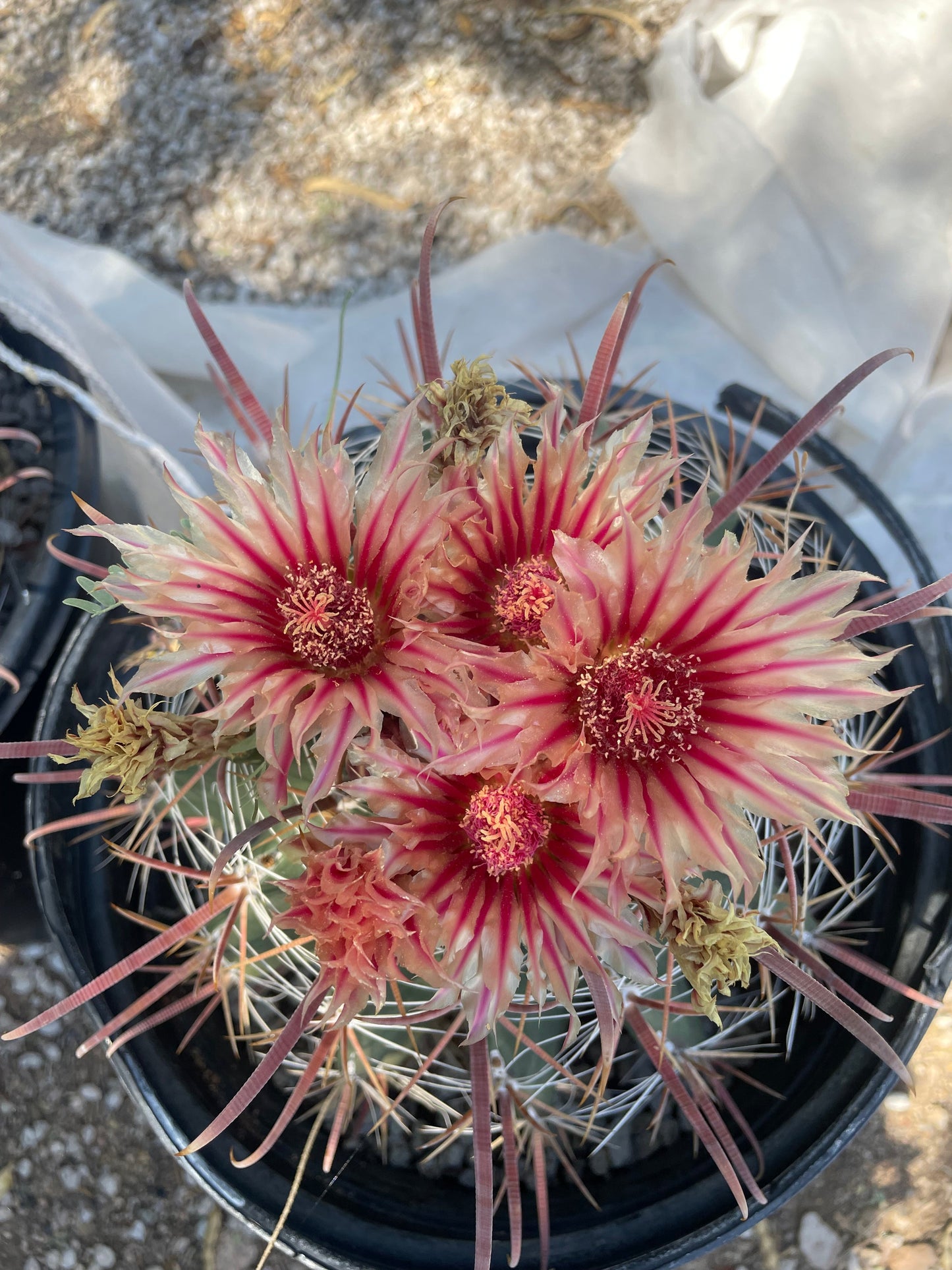 Southwestern Barrel Cactus