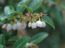 Evergreen Huckleberry Vaccinium ovatum Plant