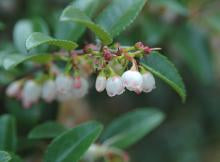 Evergreen Huckleberry Vaccinium ovatum Plant Healthy Harvesters