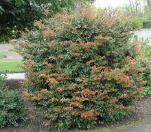 Evergreen Huckleberry Vaccinium ovatum Plant
