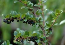 Evergreen Huckleberry Vaccinium ovatum Plant Healthy Harvesters