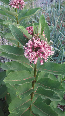 4 Common Milkweed Asclepias syriaca Starter Plant Plugs