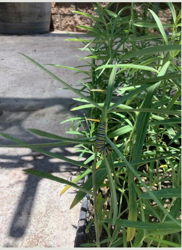4 Common Milkweed Asclepias syriaca Starter Plant Plugs