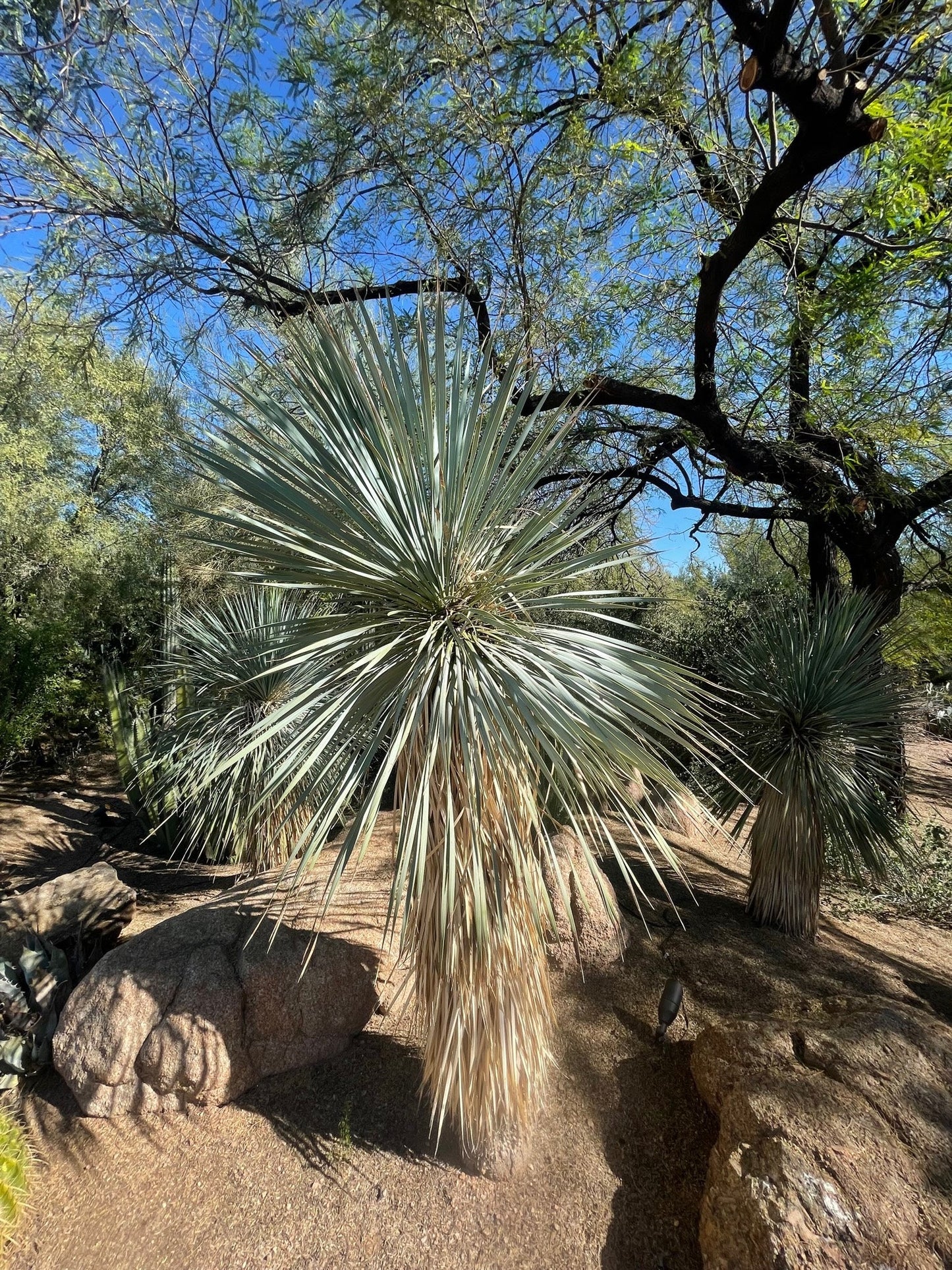 Yucca Rostrata